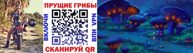 закладка  Магадан  Псилоцибиновые грибы Psilocybine cubensis 